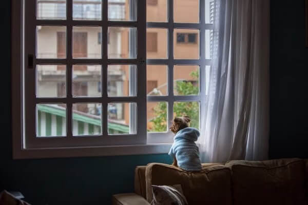 Dog looking through a window while home alone